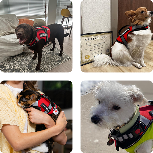 Support Pets illustration — coverage for all pets