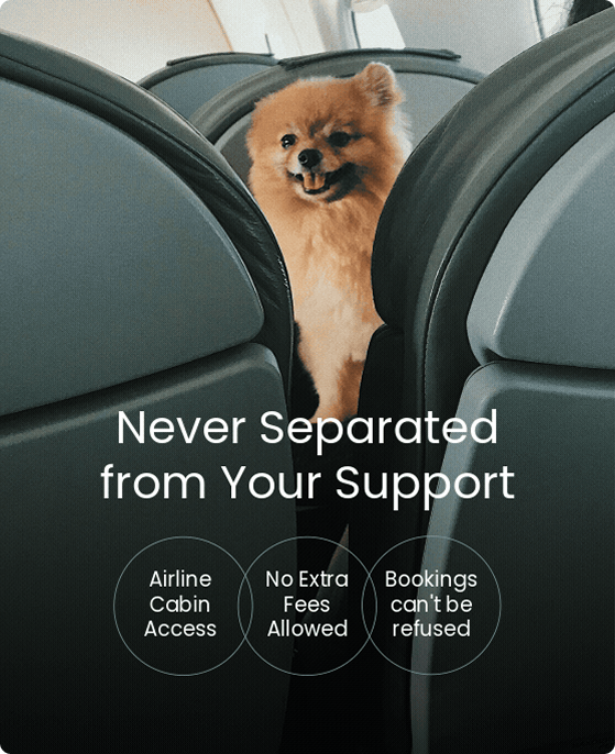 Support Pets illustration — housing + travel protection